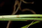 Low spikesedge